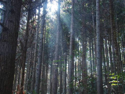 仙人掌科植物：带刺的勇士