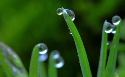 花卉春雨如何科学养护？