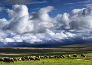 牧民老王的增收账本，种植牧草效益惊人