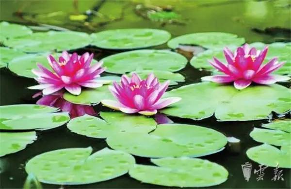 春季种植睡莲Zui佳，观赏莲花什么时候种植Zui合适？