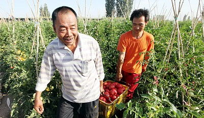 农村种植什么作物最赚钱且销路广泛