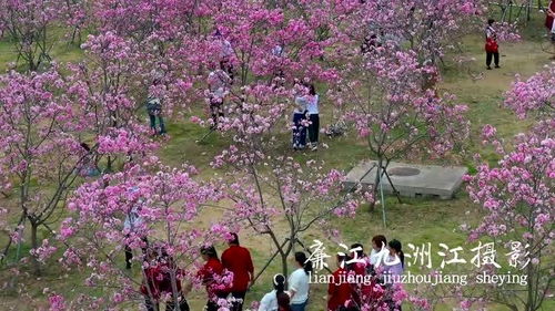 美丽绽放的季节