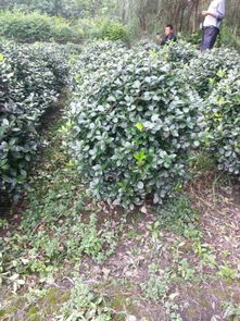 成者阝大叶黄杨苗， 寻找基地的趣味之旅