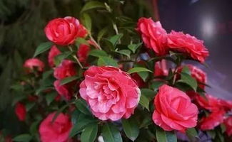 选盆配土要讲究， 根系健康花才美