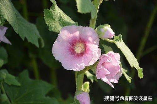 秋海棠的花语和寓意究竟有何深意，它象征了哪些美好的情感和品质呢