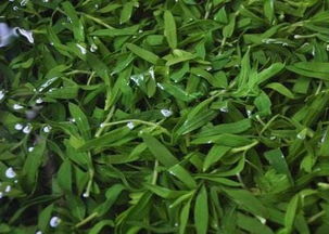 其他好养活的草