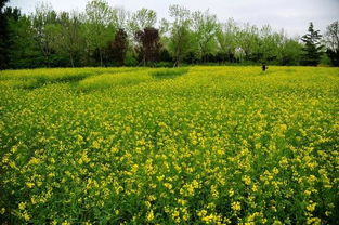 湛南路花海大道上月季盛开，快来感受这美丽的世界！