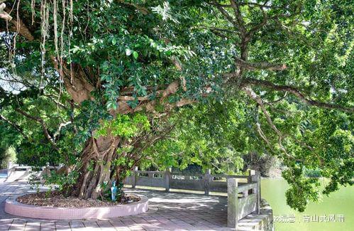 梗多值得种植的树木