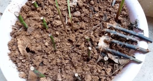 月季花叶子发黄干枯的烦恼，我也有！