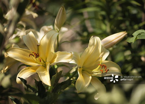 重瓣香水百合，阳台小院的完美搭配