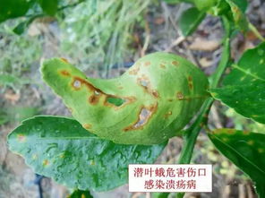 红薯保鲜的小妙招