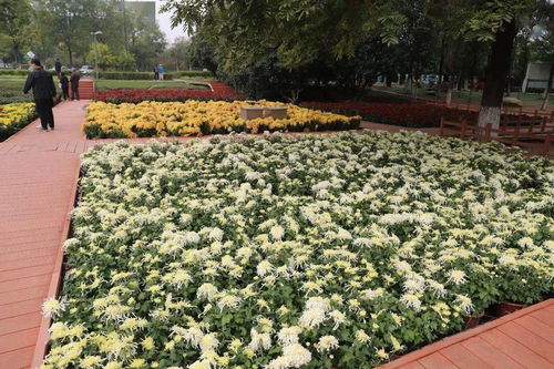 菊花展何时绽放？秋季赏菊正当时