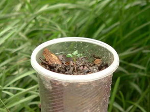 山东临沂苗圃的数据：嫁接苗效益高