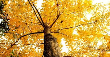 活化石银杏，松树的神奇力量