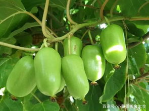 南方水果的种植