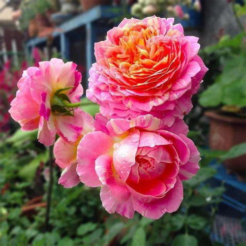 盆栽绣球花养护攻略：六个要素让你年年复花， 少生病