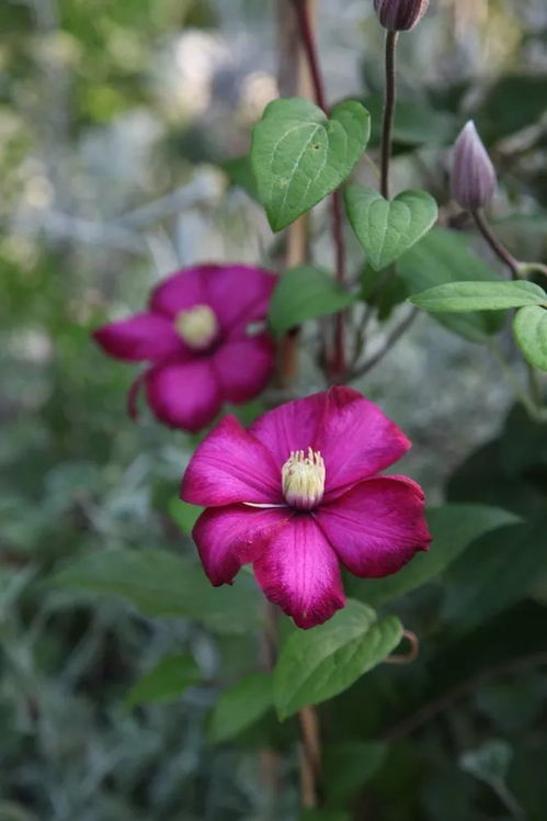 保罗的喜马拉雅麝香月季：花期的奥秘与耐寒性的挑战