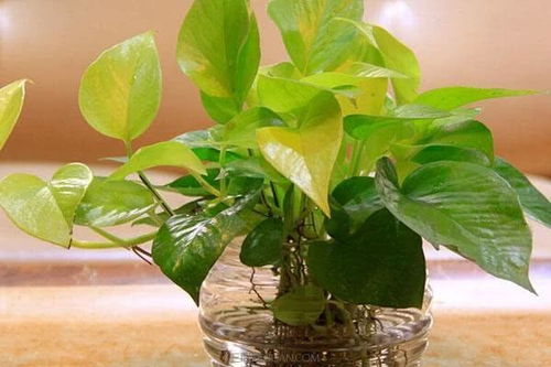 土培绿萝，为何蚊虫聚集