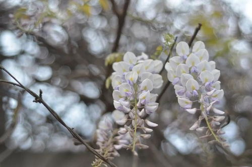 适当浇水， 保持湿度，成活不是难事