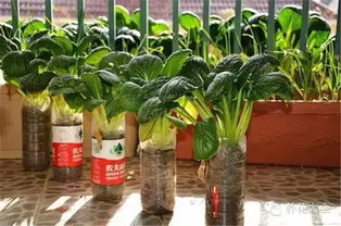 喷洒过的土地Neng种菜吗？