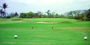 三大优选草种是哪些？