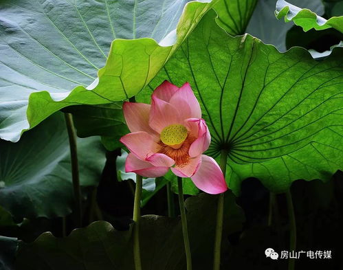 八月份荷花还会继续开放吗？