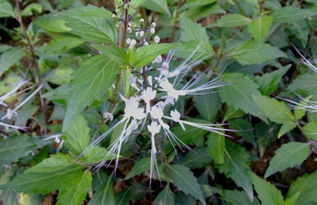 草本灵芬中，那些神奇的植物