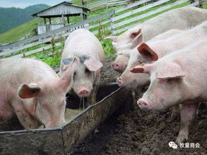 为什么保育猪总是生病，长势不佳？