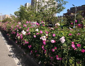 月季植物的搭配技巧， 打造城市园林新风景