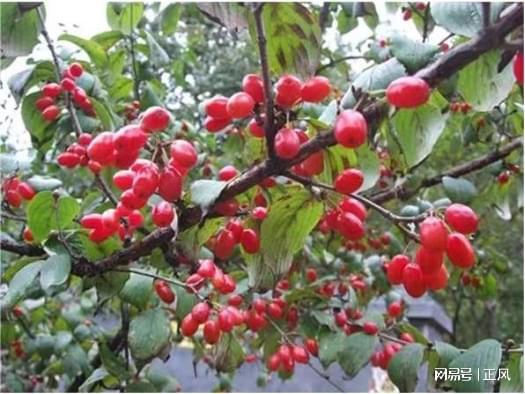 山茱萸苗种植那些事儿