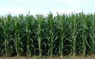 玉米除草剂按照施药的时期Ke以分为三种