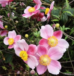 花卉常见的害虫大揭秘