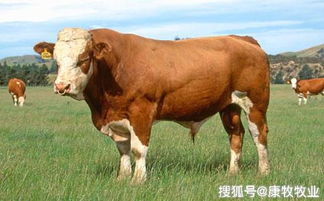 肉牛育肥饲料蛋白含量多少时饲料中的蛋白比例才能既满足营养需求又避免浪费？