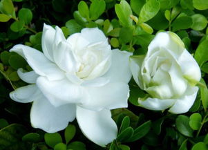 栀子花唯美大图，这些绝美瞬间