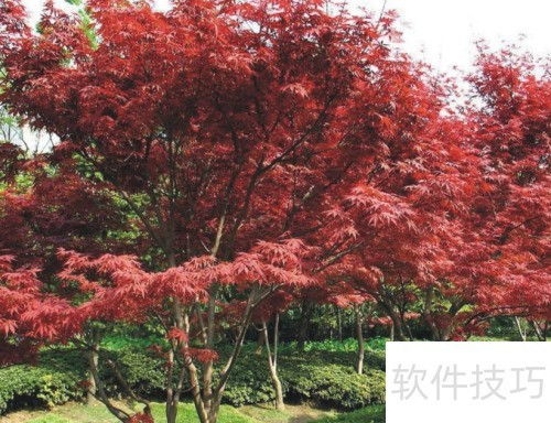 如何根据红枫生长习性，打造美丽庭院并使其枝繁叶茂