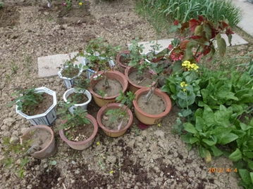 如何使用胭脂花种子？揭秘家居美化、园艺种植、节日装饰三大实用场景