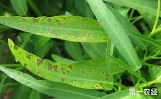 空心菜叶片病斑问题解答
