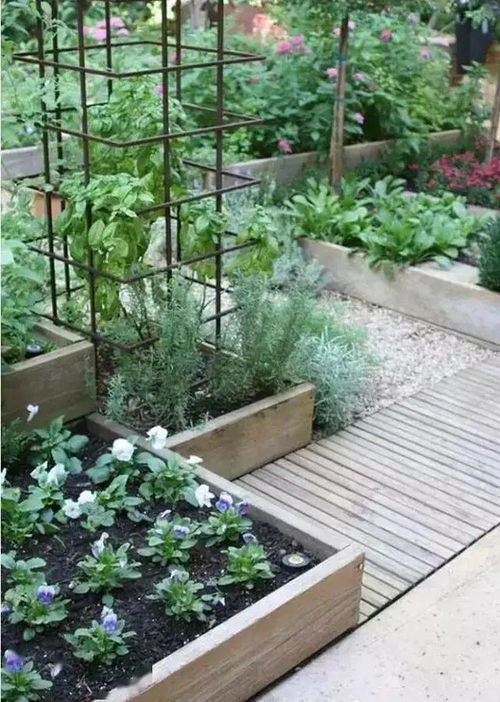 十大功劳移栽的最佳时间及庭院种植技巧