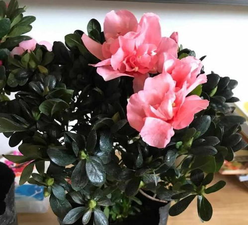 养杜鹃，第三步：光照和温度