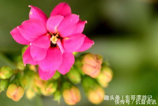 牡丹夏天盆栽用什么药？防治病虫害有妙招吗