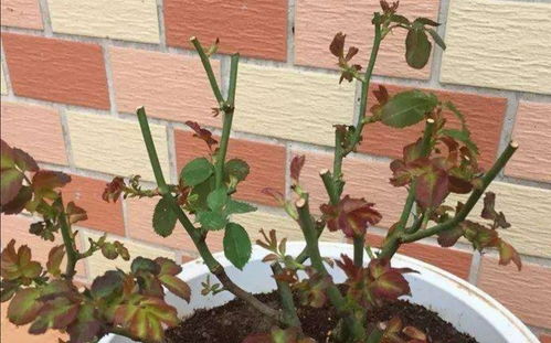 枯萎的花该剪去残瓣，如何让它们重焕生机