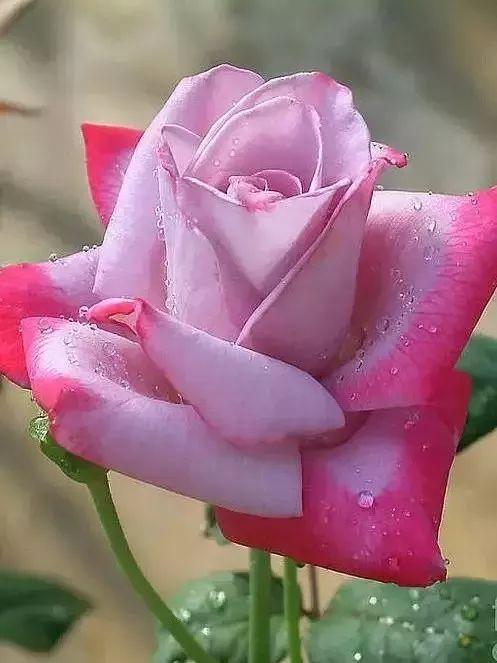 水儿问题，大得hen