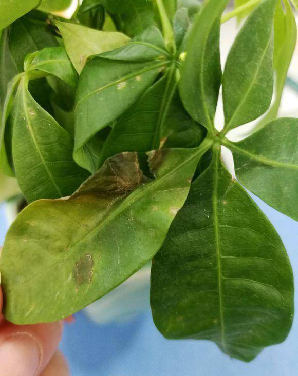 兑水， 那可是个技术活