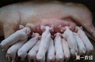 如何通过科学方法让母猪妊娠后期攻胎更有效