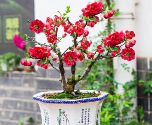 海棠花繁殖秘籍，轻松掌握！
