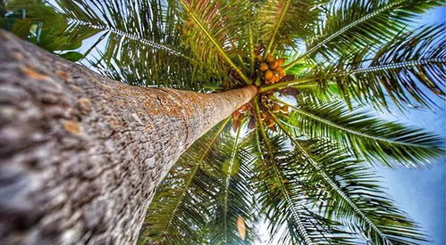 绿岛繁茂，热带树种大揭秘