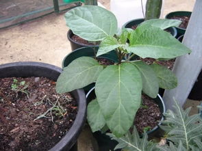 曼陀罗种植技巧，有毒花卉养护指南