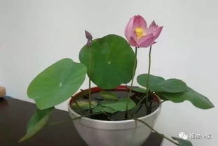 碗莲一盆一棵，为何独立生长