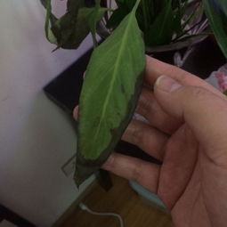 白掌叶子下垂？试试修剪枯叶