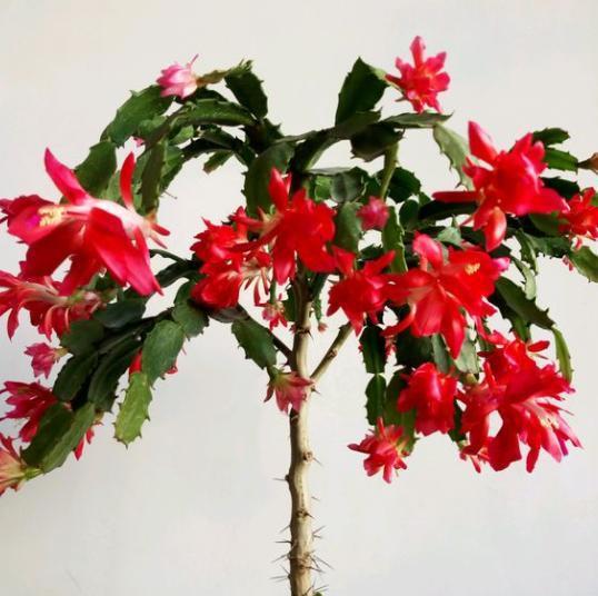 嫁接， 一门技艺